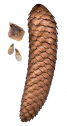 Fichier:Picea abies cone.jpg