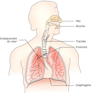 Fichier:Respiratory system fr.svg