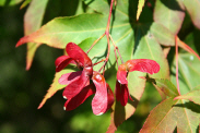 File:Acer palmatum 'Osakazuki' JPG3.jpg