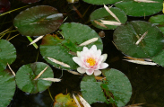 File:Fleur de nnuphar 3.jpg