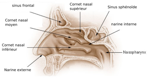 Fichier:Illu nose nasal cavities.png