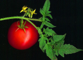 File:Tomato scanned.jpg