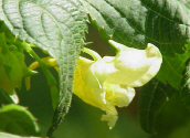 Fichier:Impatiens scabrida2.jpg