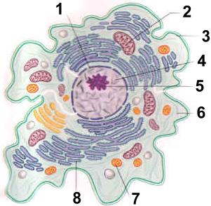 Biologie Exercices La Cellule
