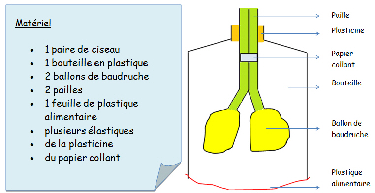 CCHST: Comment les matières particulaires passent-elles dans l'appareil  respiratoire?