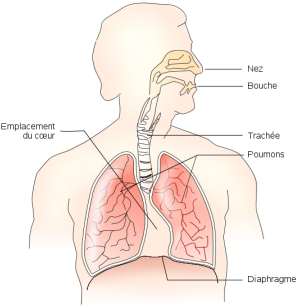 Appareil respiratoire, Système respiratoire, Schémas, Anatomie  Appareil  respiratoire, Anatomie corps humain, Anatomie du corps humain