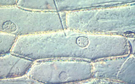 Labiologie Net La Cellule Unite De Base Du Vivant